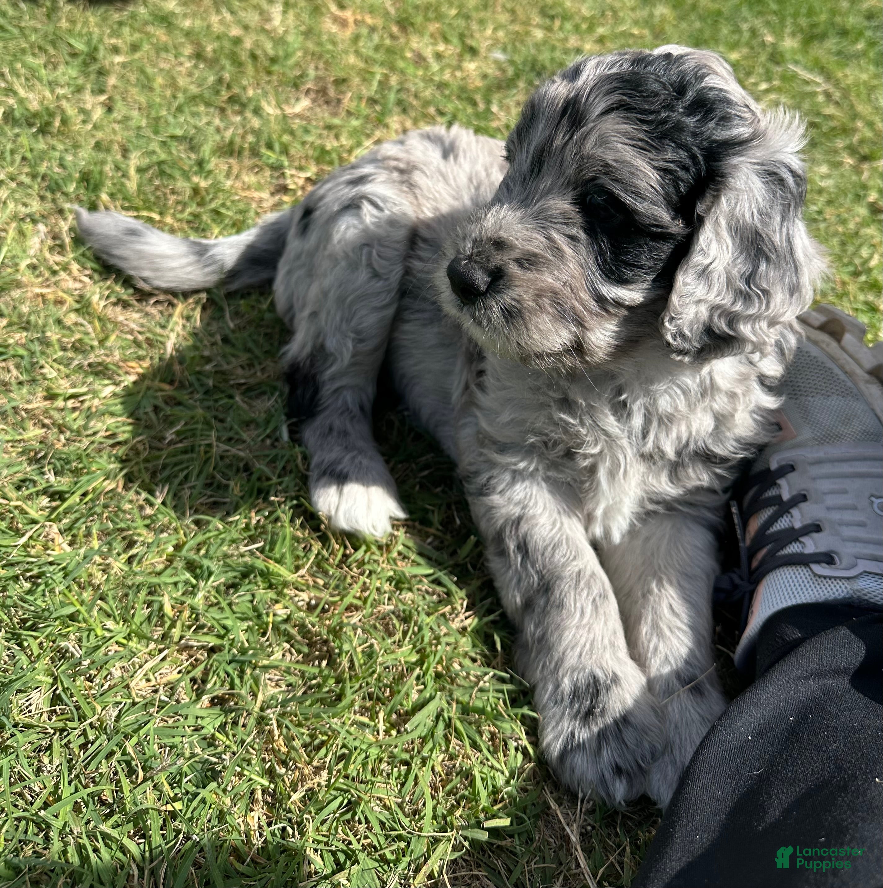 Aussiedoodle dogs Aussiedoodle Puppy 4 - Ad 21