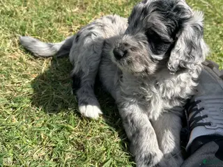 Aussiedoodle dogs Aussiedoodle Puppy 4 - Ad 18