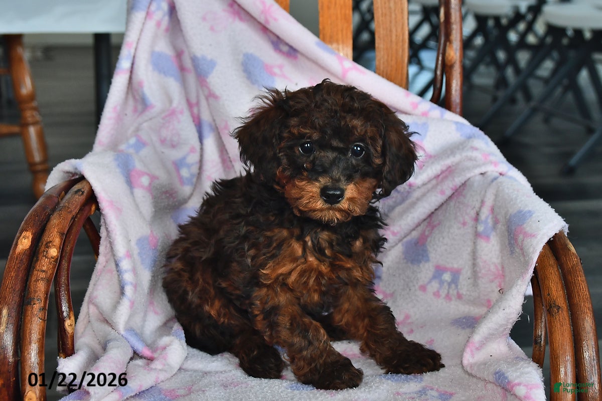 Miniature Poodle dogs Ollie - Ad 10