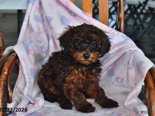 Miniature Poodle dogs Ollie - Ad 10