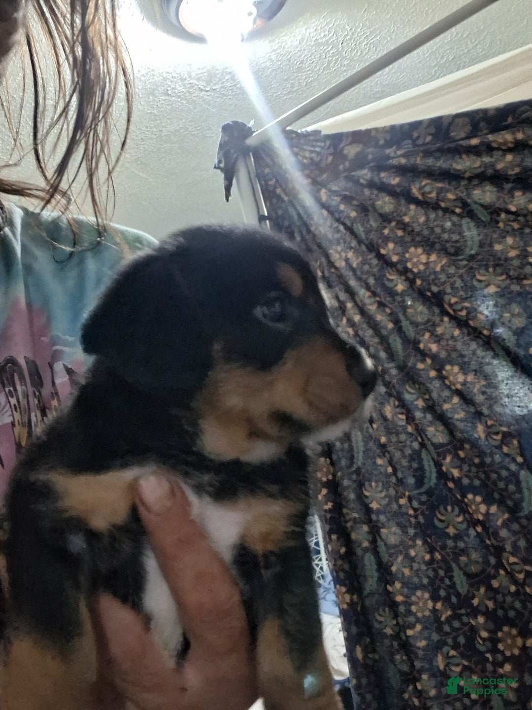 Mixed Breed dogs for sale: Mixed Breed Puppy 2 - Ad 1