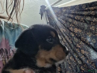 Mixed Breed dogs for sale: Mixed Breed Puppy 2 - Ad 3