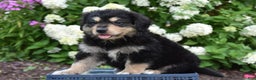 Mixed Breed dogs for sale: Tony - Ad 1