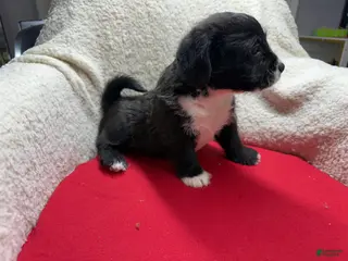 Double Doodle dogs Double Doodle Puppy 2 - Ad 2