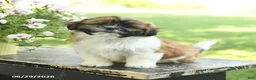Shih Tzu dogs for sale: Sunshine - Ad 3
