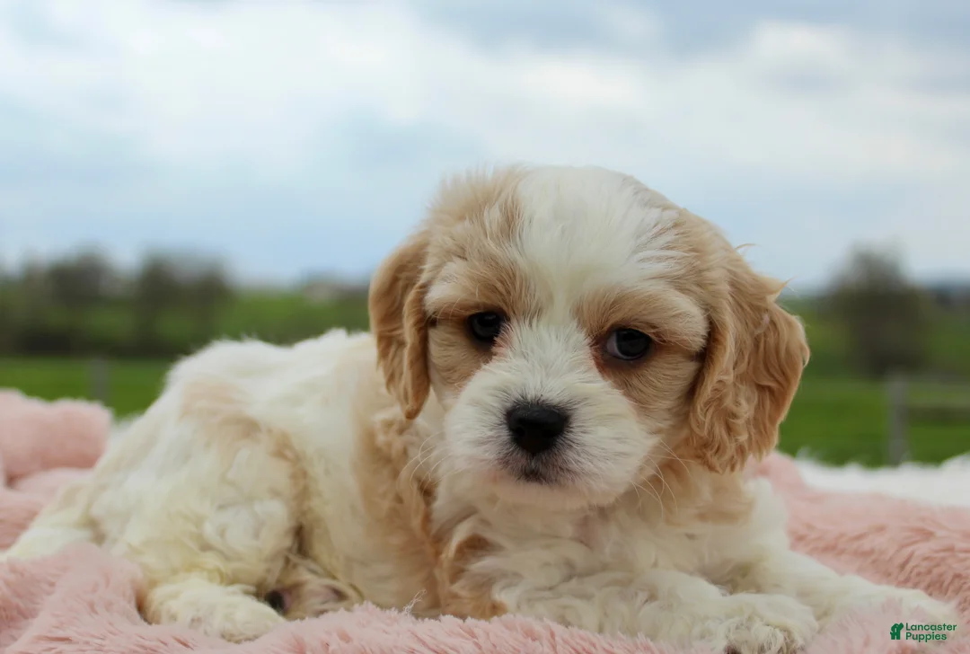 Cavachon dogs for sale: Cavachon Girl 2 - Ad 1