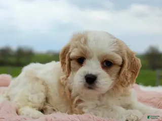Cavachon dogs Cavachon Girl 2 - Ad 2