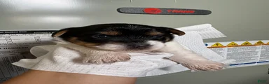 Yorkshire Terrier 3