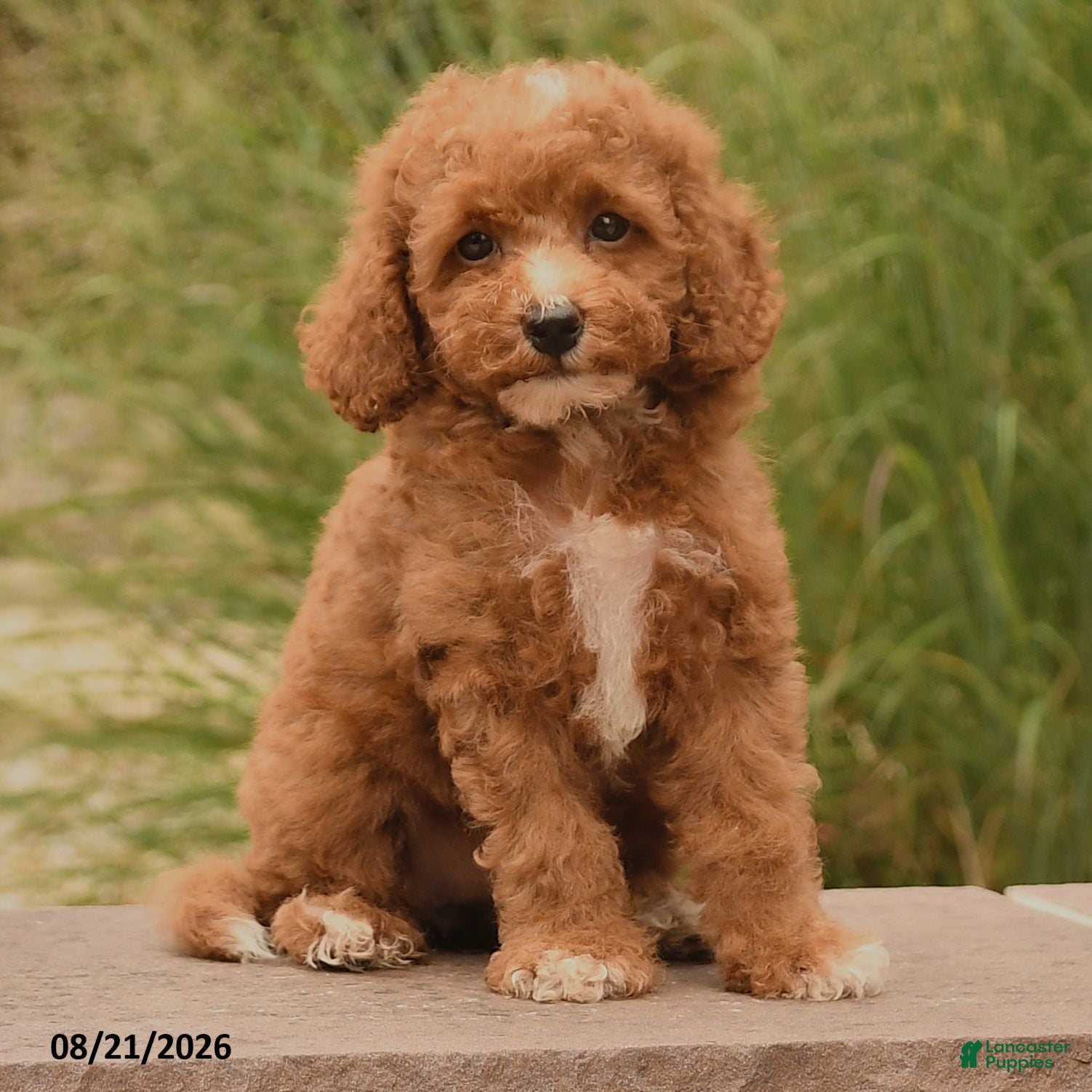Cockapoo dogs Opal - Ad 2