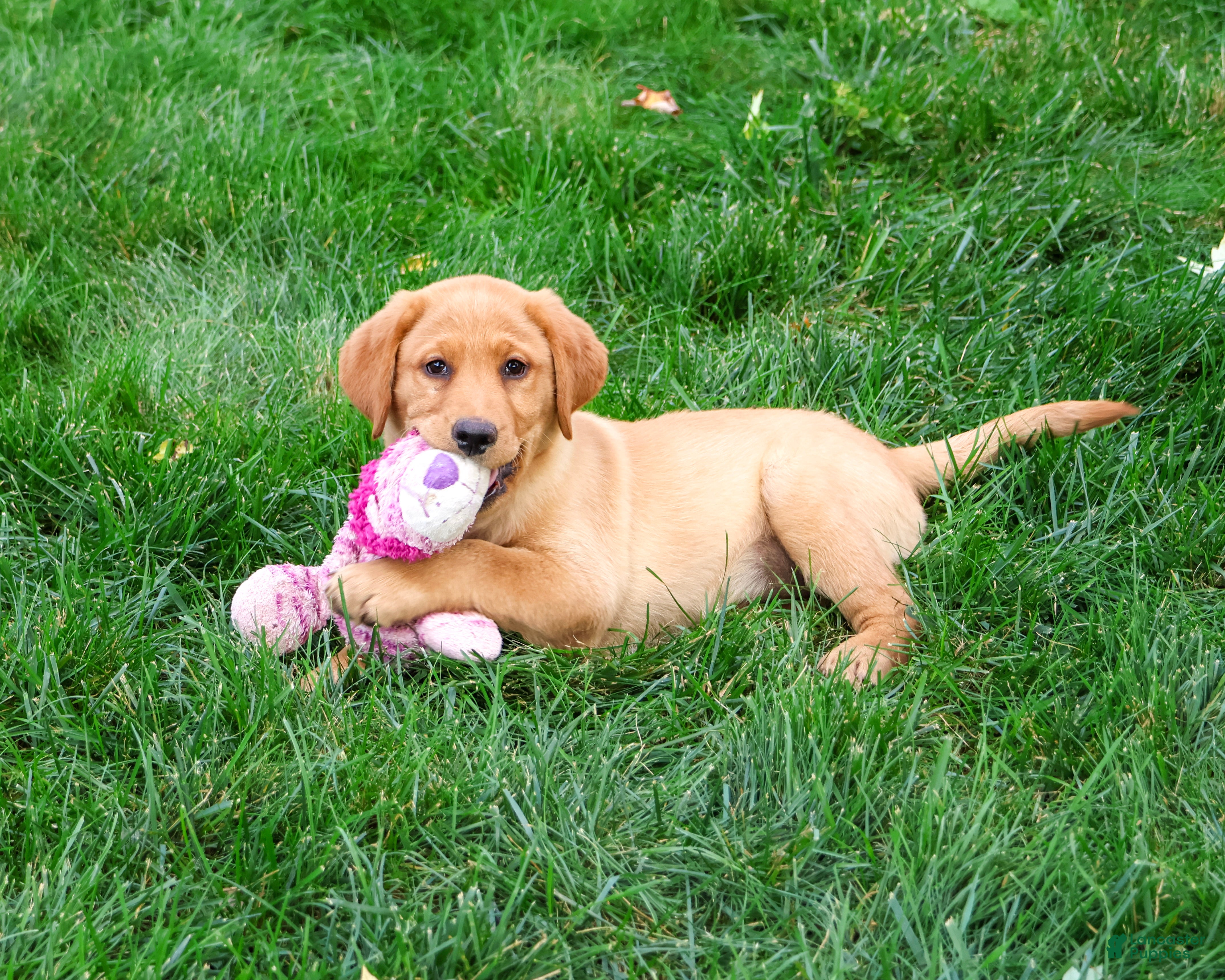 Labrador Retriever dogs Cristina - Ad 1