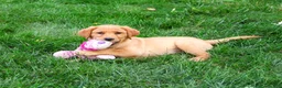 Labrador Retriever dogs for sale: Cristina - Ad 1