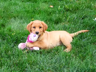 Labrador Retriever dogs Cristina - Ad 1