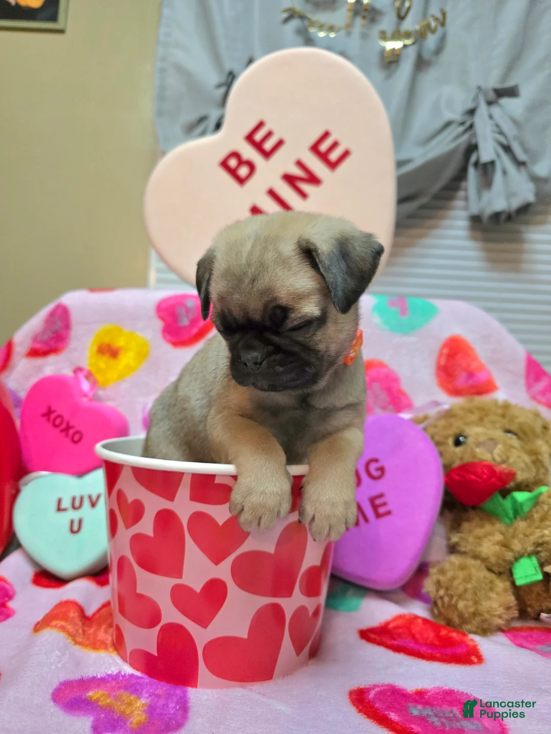 Pug dogs for sale: Angel - Ad 6
