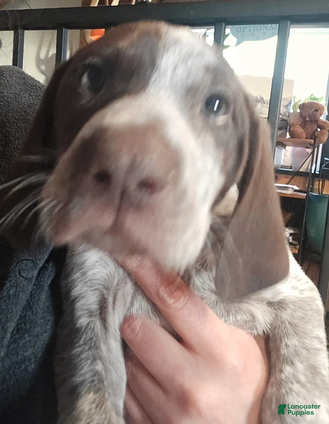 Mixed Breed dogs for sale: Penelope - Ad 2