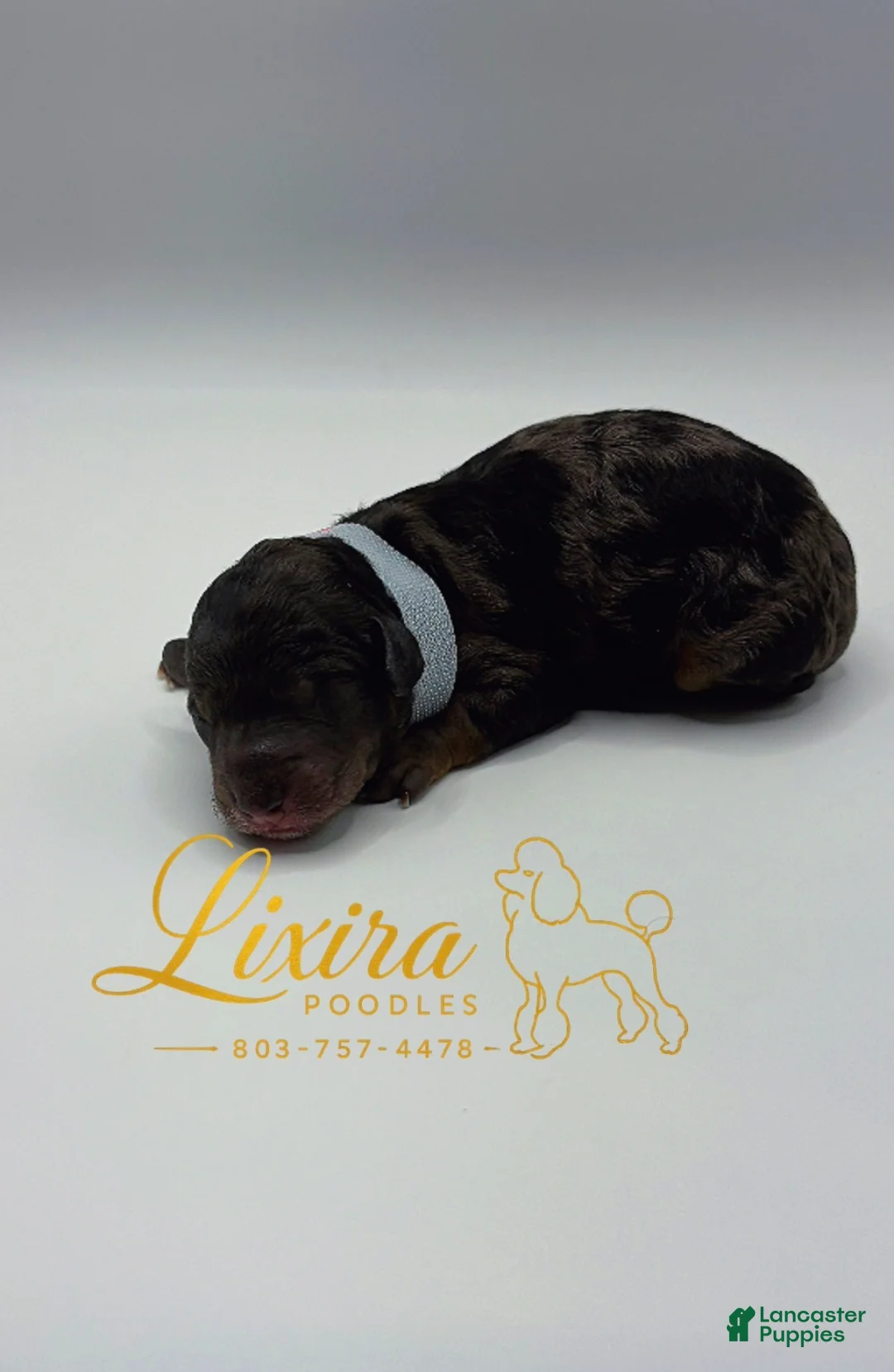 Toy Poodle dogs for sale: Toy Poodle 4 - Ad 1