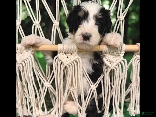 Bernedoodle dogs - Ad 31