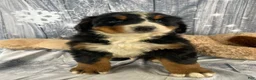 Bernese Mountain Dog dogs for sale: Thor - Ad 2
