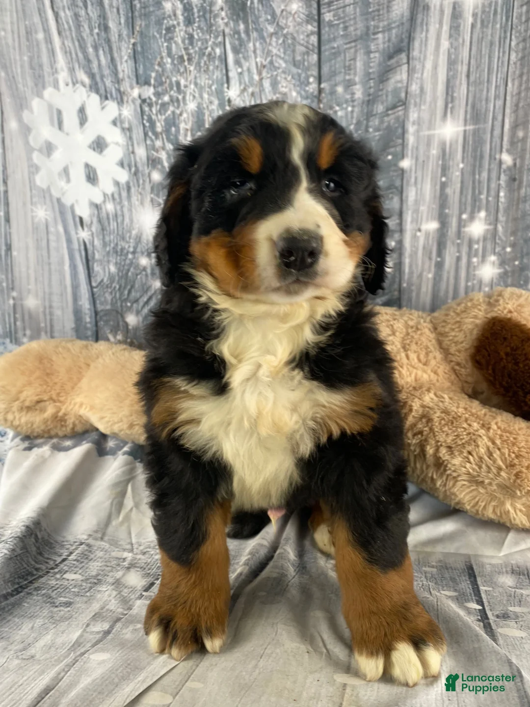 Bernese Mountain Dog dogs for sale: Thor - Ad 2