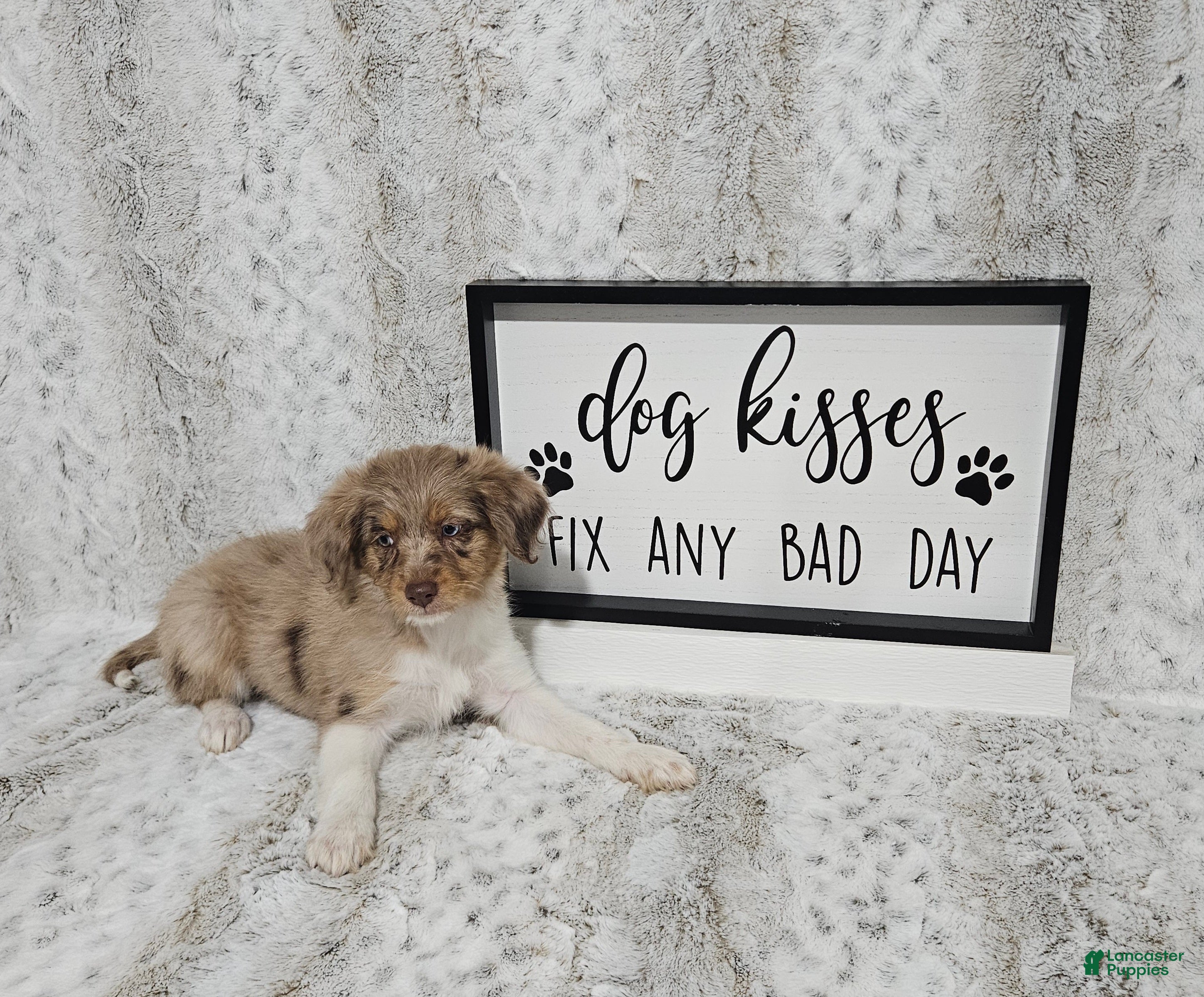 Mini Aussiedoodle dogs F1 Raspberry - Ad 42