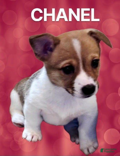 Mixed Breed dogs Chanel - Ad 2