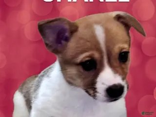 Mixed Breed dogs Chanel - Ad 2