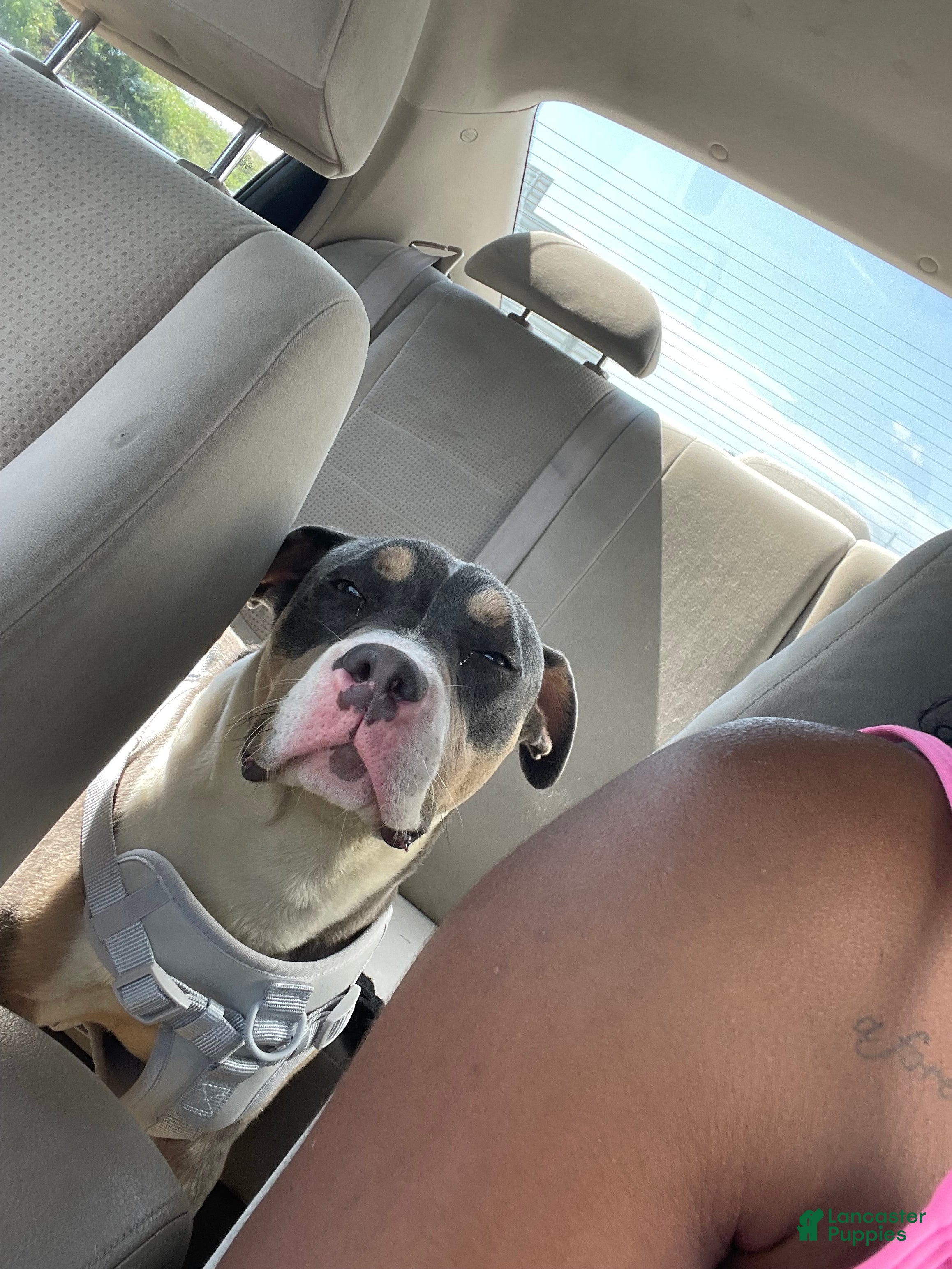 American Pit Bull Terrier dogs for sale: American Pit Bull Terrier Puppy 1 - Ad 2