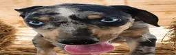 Catahoula Leopard Dog dogs for sale: Jesse 2026 F1 - Ad 3