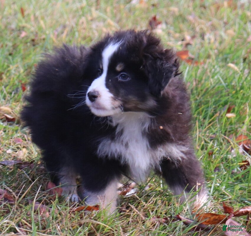 Miniature Australian Shepherd dogs Black Tri Male - Ad 2