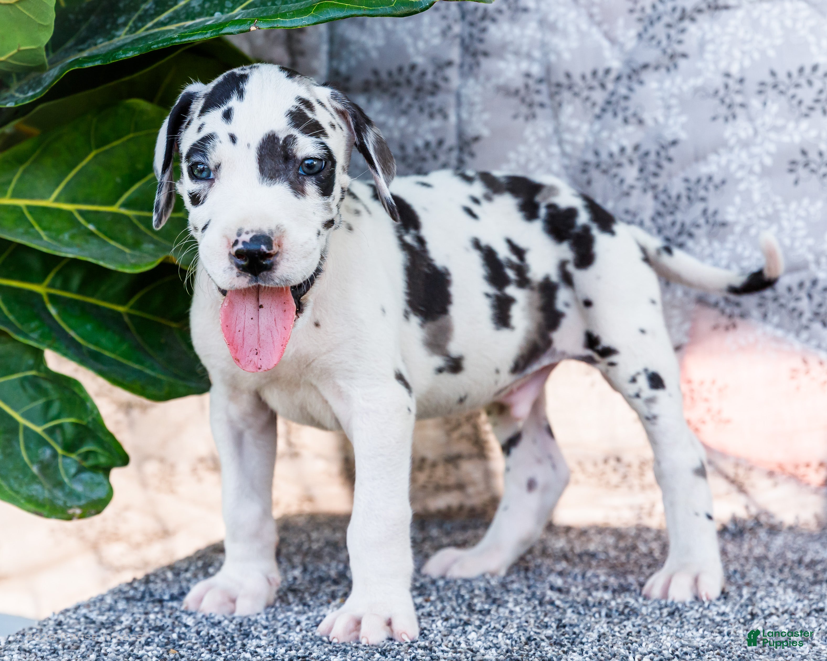 Great Dane dogs Dirk - Ad 1
