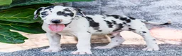 Great Dane dogs for sale: Dirk - Ad 1