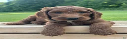 Irish Doodle dogs for sale: Finnley - Ad 13