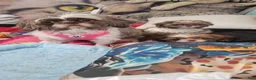 Shih Tzu dogs for sale: Shih Tzu 1 - Ad 9