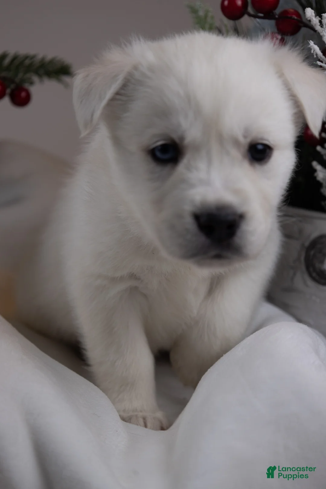 Goberian dogs for sale: Holly - Ad 18