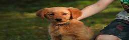Golden Retriever dogs for sale: Amy Golden Retriever  - Ad 4