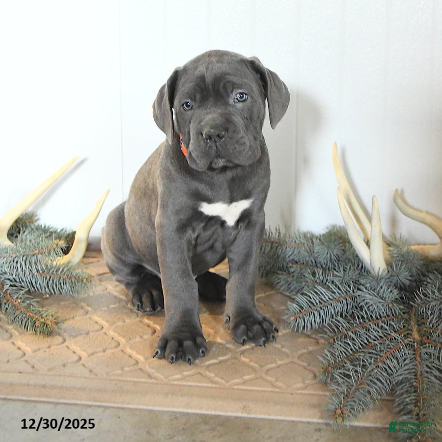 Cane Corso dogs Falala - Ad 10