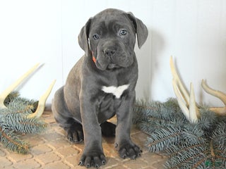 Cane Corso dogs Falala - Ad 10