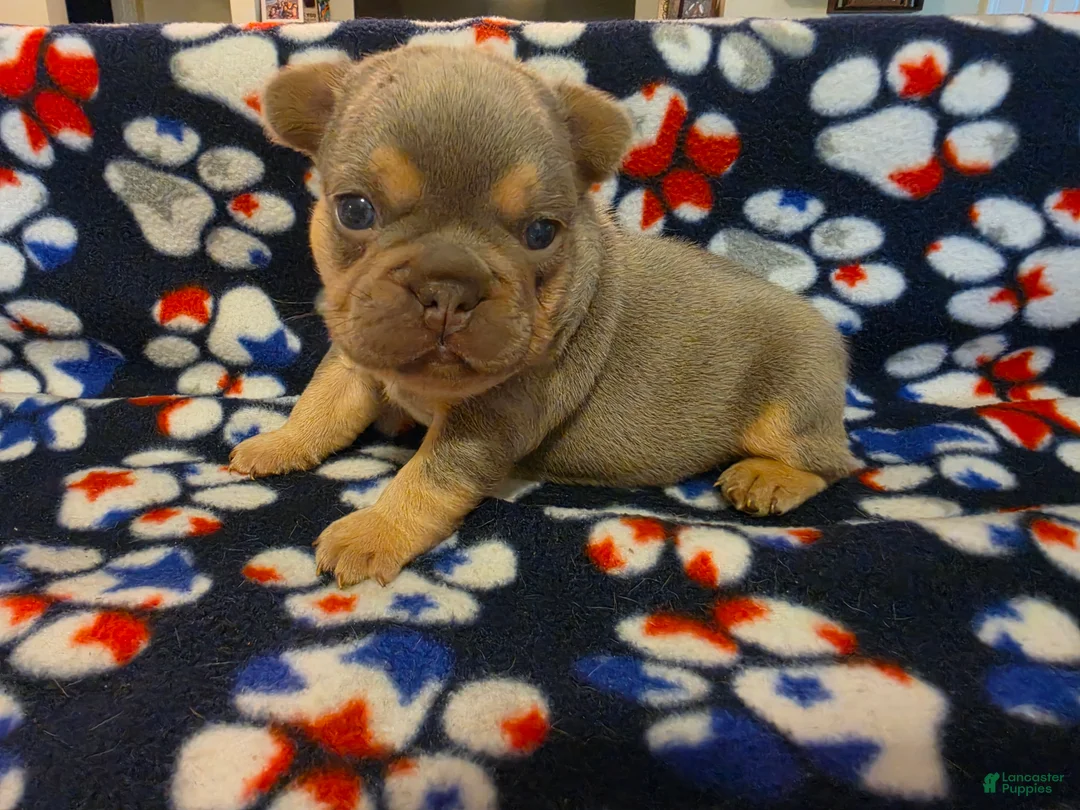 French Bulldog dogs for sale: Prince Phillip - Ad 1