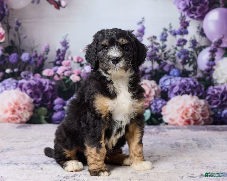 Bernedoodle dogs Layne - Ad 1