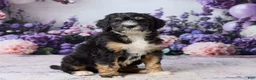 Bernedoodle dogs for sale: Layne - Ad 1