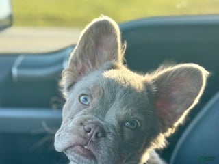 French Bulldog dogs - Ad 16