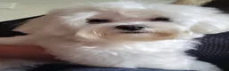 Maltese dogs for sale: Joy - Ad 11