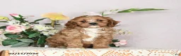 Cavapoo dogs for sale: Ivan - Ad 10