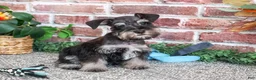 Miniature Schnauzer dogs for sale: SpongeBob - Ad 5