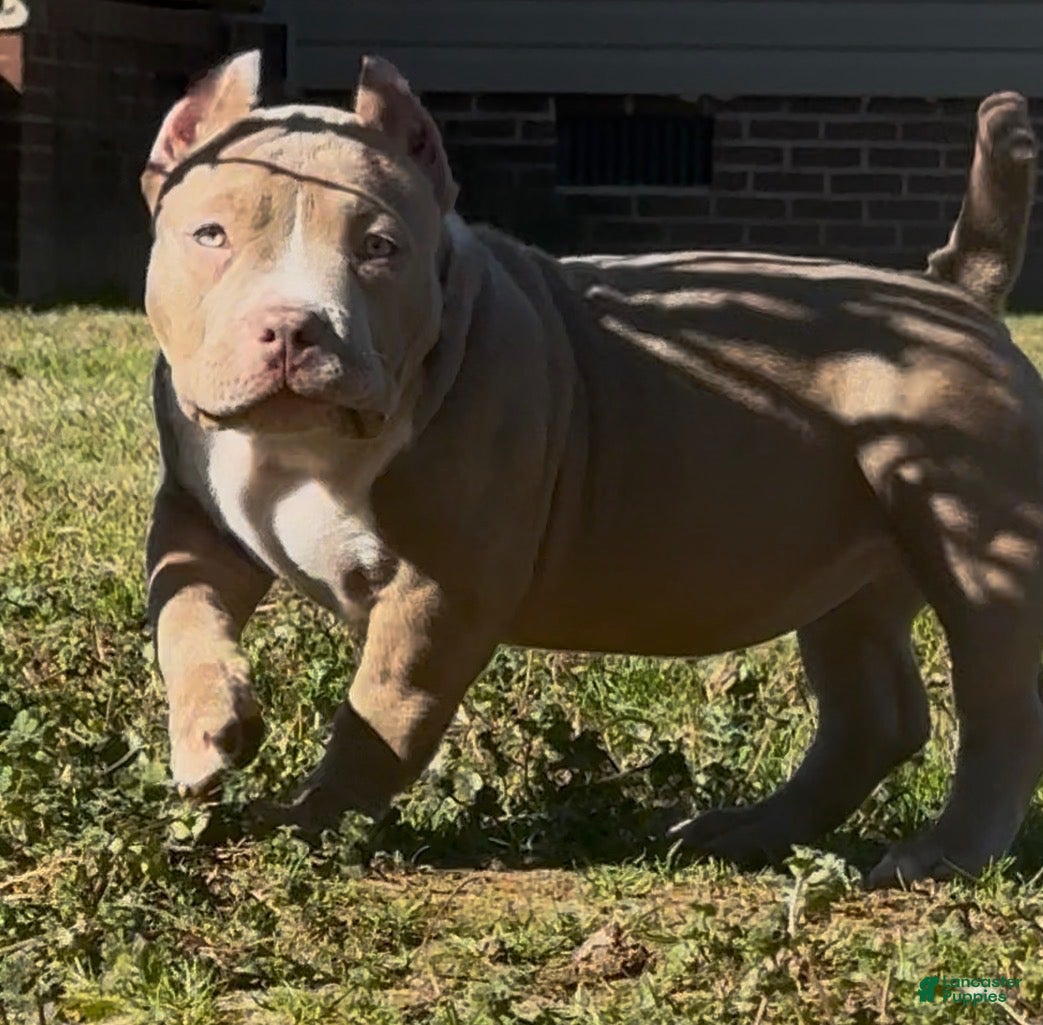 American Bully dogs Roxy - Ad 2