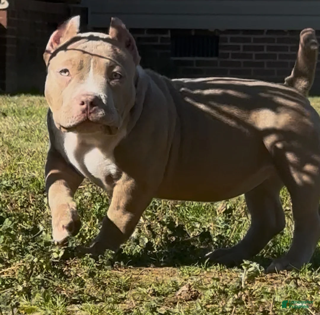 American Bully dogs for sale: Roxy - Ad 2