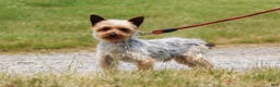 Yorkshire Terrier dogs for sale: Dolly - Ad 11