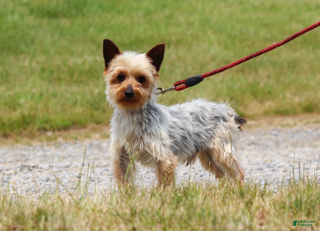 Yorkshire Terrier dogs for sale: Dolly - Ad 11