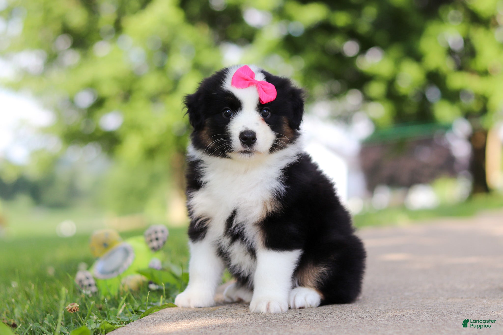 Miniature Australian Shepherd dogs Cisco - Ad 1