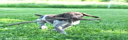 German Shorthaired Pointer dogs for sale: Georgia - Ad 4
