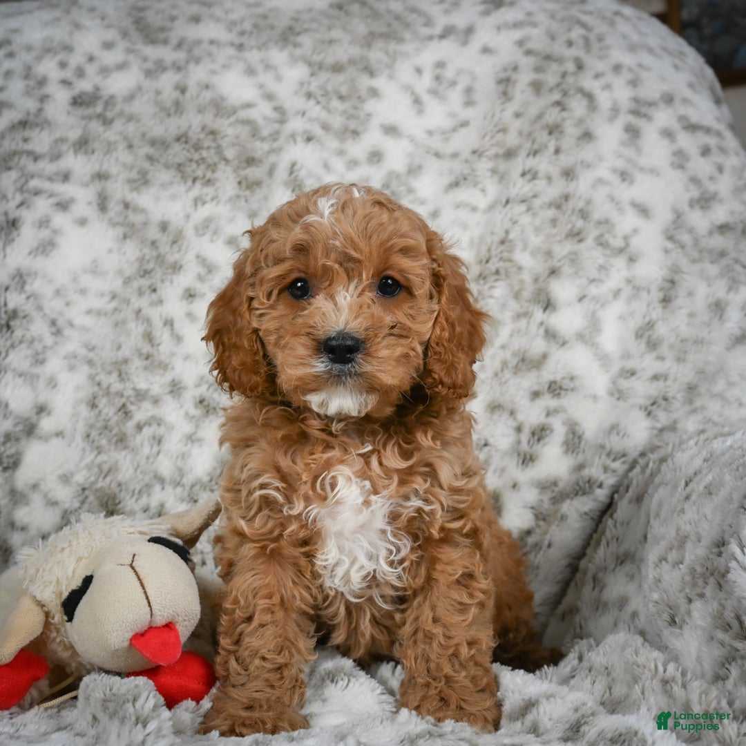 Cavapoo dogs for sale: Sabina - Ad 8